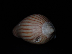 Amoria zebra