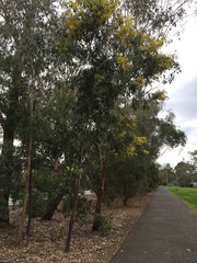 Acacia pycnantha