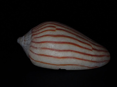 Amoria zebra