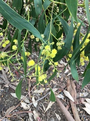 Acacia pycnantha