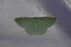 Synchlora