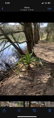Crinum pedunculatum