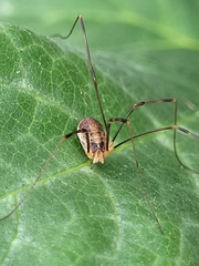Opilio canestrinii