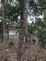 Acacia pycnantha