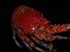 Sagmariasus verreauxi