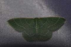 Synchlora