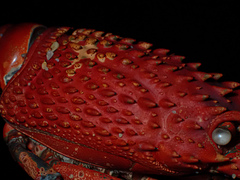 Sagmariasus verreauxi