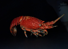 Sagmariasus verreauxi