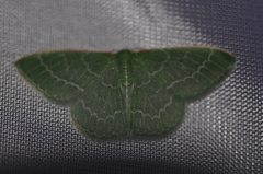 Synchlora