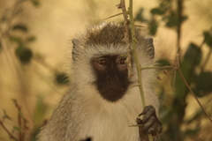 Chlorocebus tantalus