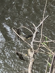 Pardalotus punctatus