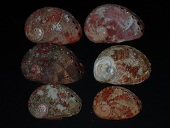 Haliotis coccoradiata