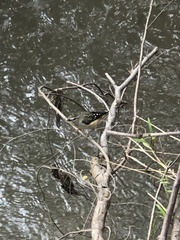 Pardalotus punctatus