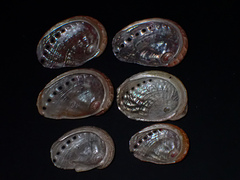 Haliotis coccoradiata