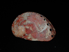 Haliotis coccoradiata