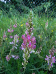 Onobrychis viciifolia