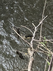 Pardalotus punctatus