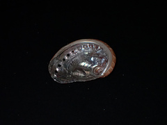 Haliotis coccoradiata