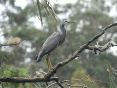 Egretta novaehollandiae