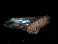 Haliotis coccoradiata