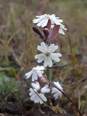 Silene amoena