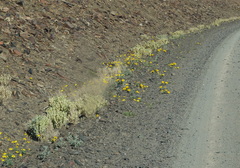Gazania lichtensteinii