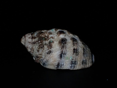 Tenguella marginalba