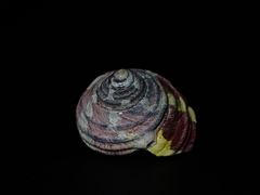 Austrocochlea porcata