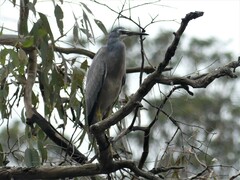 Egretta novaehollandiae
