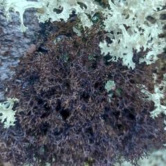 Cetraria nigricans