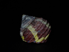 Austrocochlea porcata