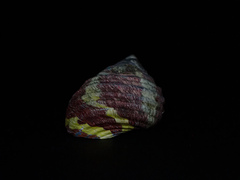 Austrocochlea porcata