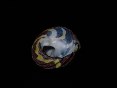 Austrocochlea porcata