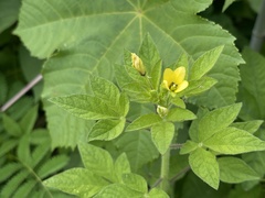 Cleome viscosa