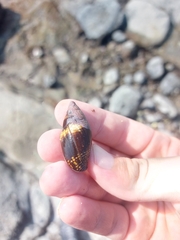 Neogastropoda