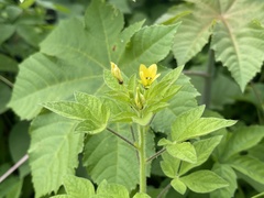 Cleome viscosa