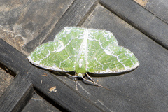 Eucyclodes insperata