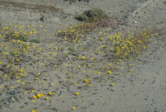 Gazania lichtensteinii