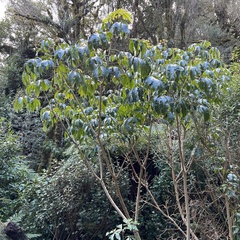 Schefflera digitata
