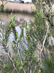 Melaleuca ericifolia