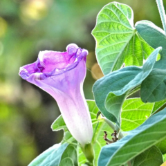 Ipomoea rubens
