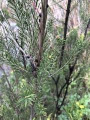 Melaleuca ericifolia