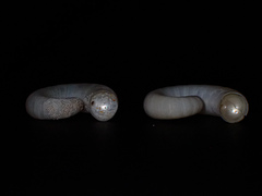 Spirula spirula