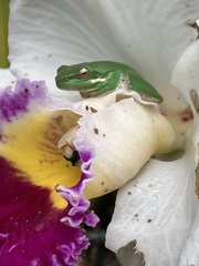 Ranoidea caerulea