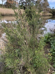 Melaleuca ericifolia