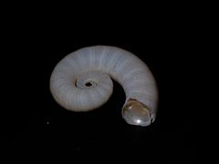 Spirula spirula