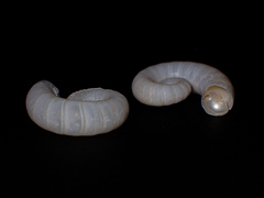 Spirula spirula