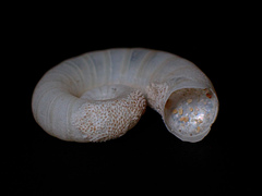 Spirula spirula