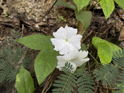 Thunbergia fragrans observed 2022-09-08