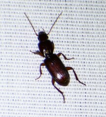 Stenomorphus californicus